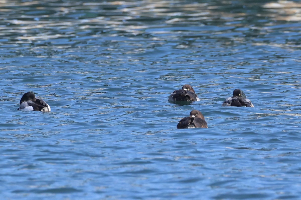Greater Scaup - ML644400073