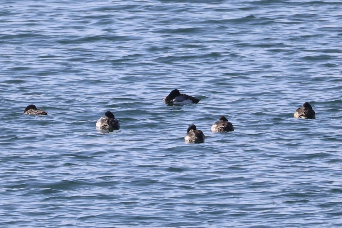 Greater Scaup - ML644400074