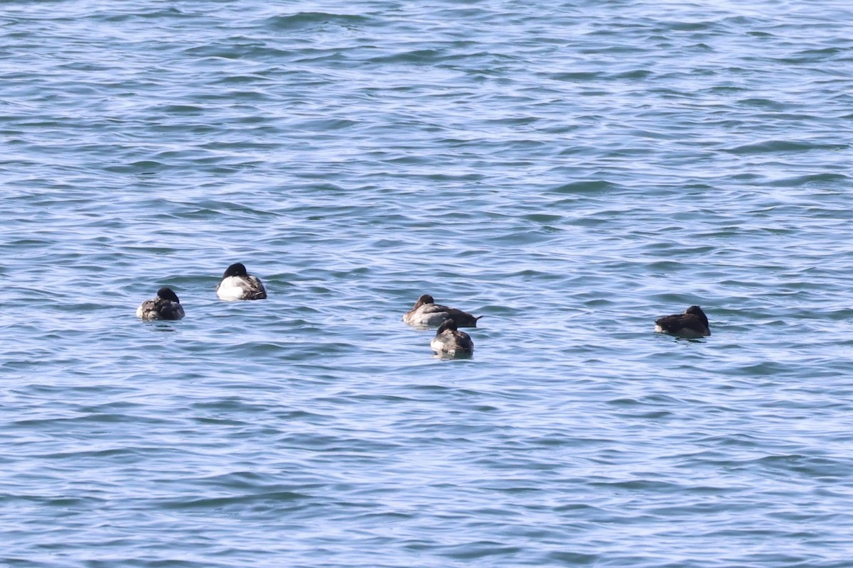 Greater Scaup - ML644400076