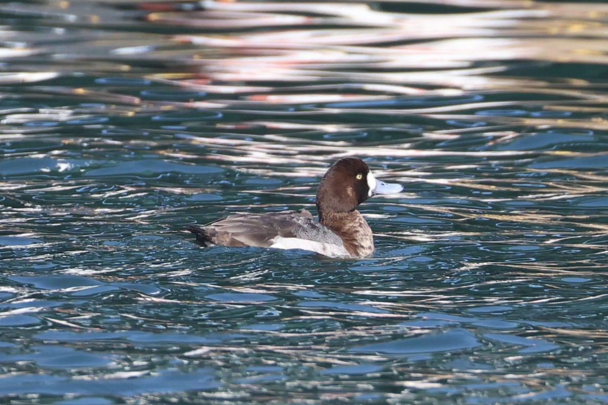 Greater Scaup - ML644400077
