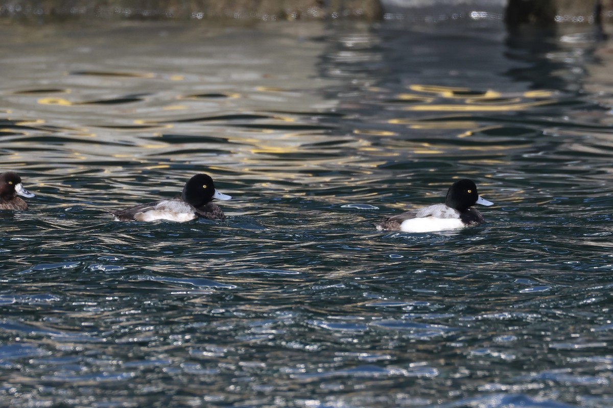 Greater Scaup - ML644400078