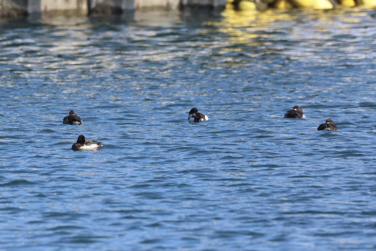 Greater Scaup - ML644400079