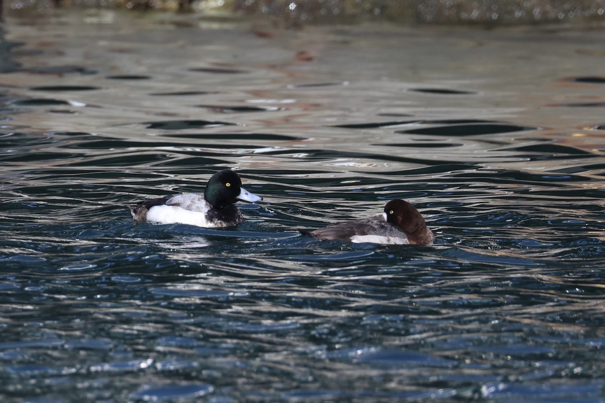 Greater Scaup - ML644400080