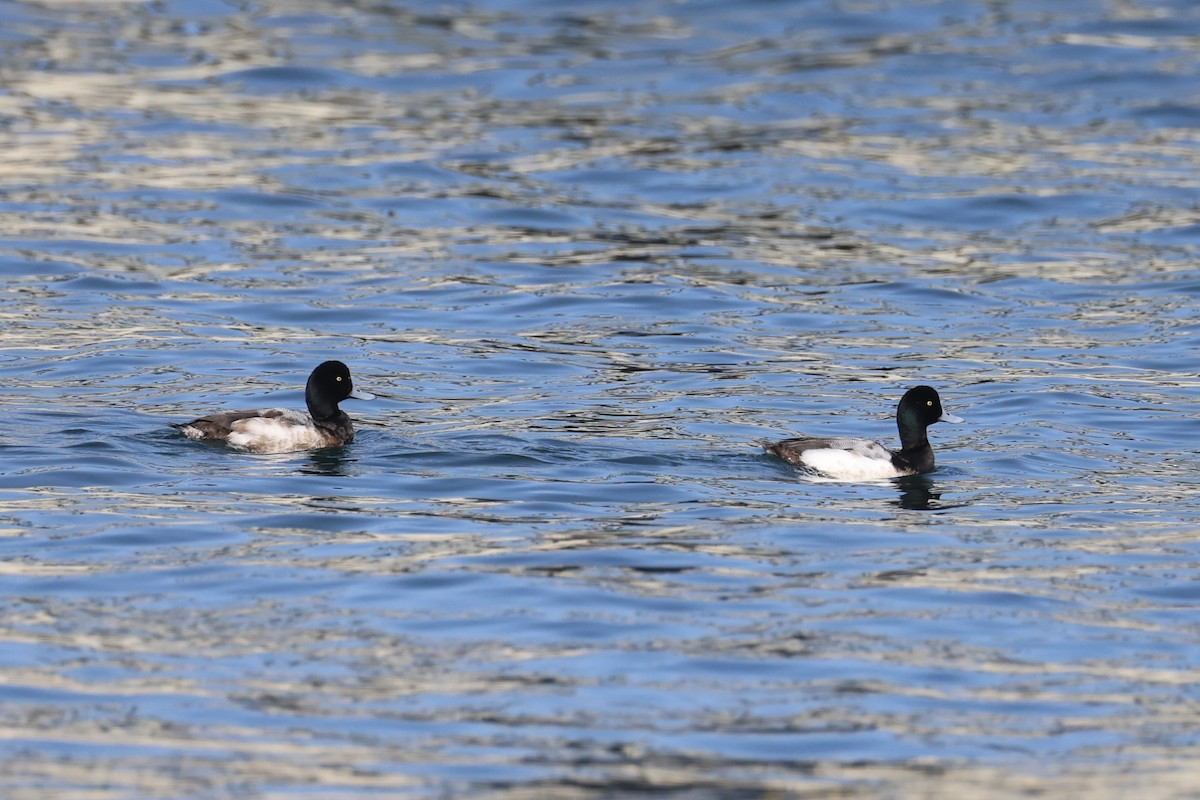 Greater Scaup - ML644400081