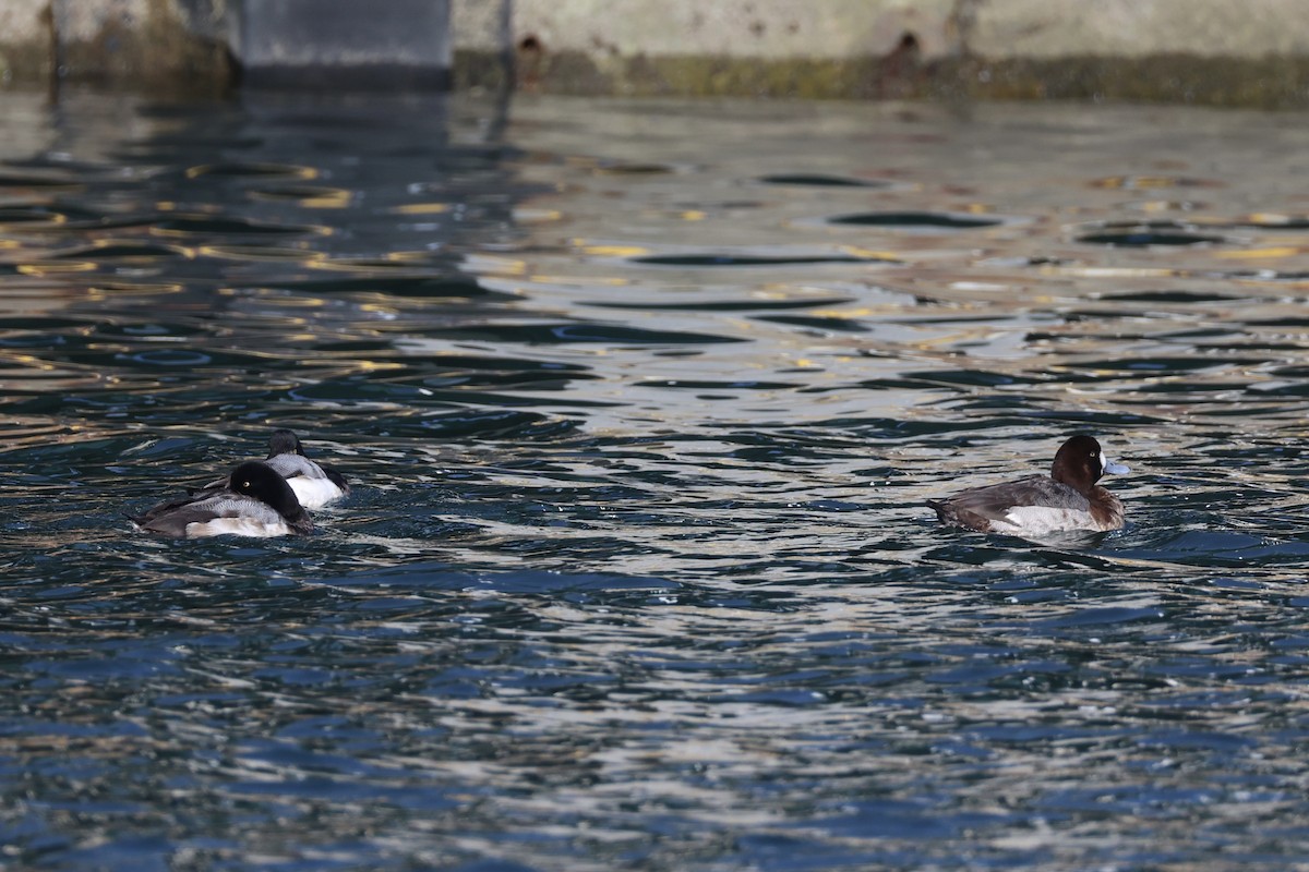 Greater Scaup - ML644400082
