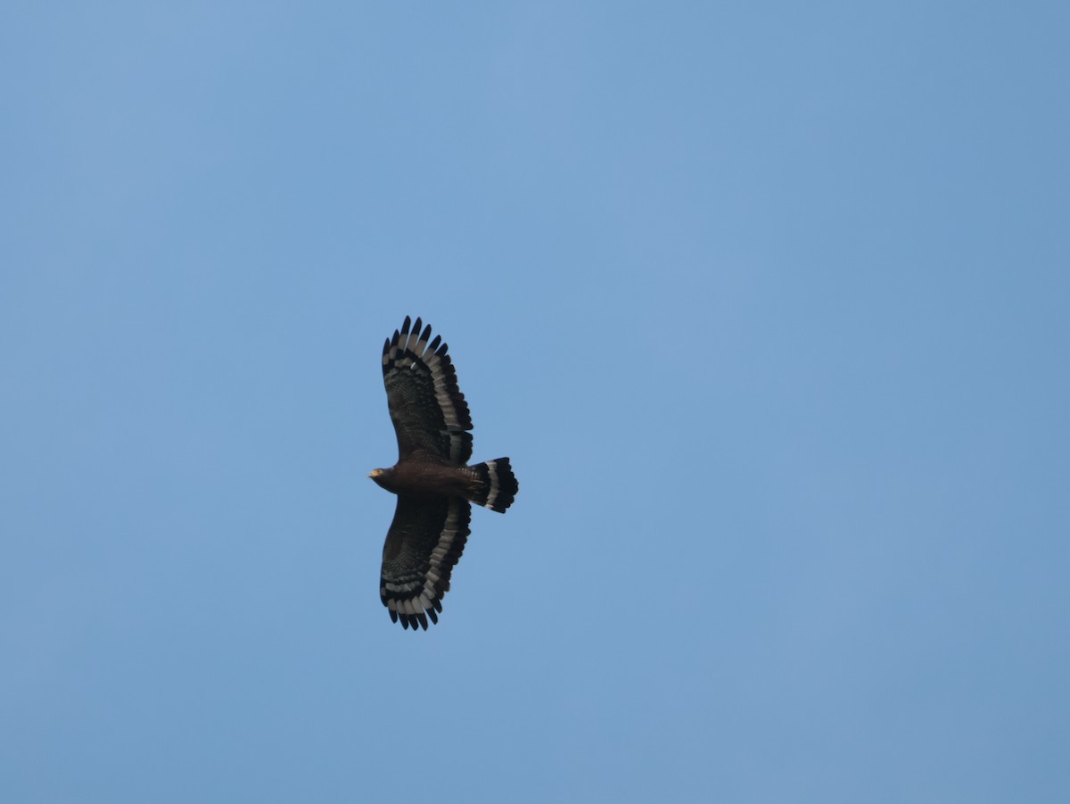Crested Serpent-Eagle - ML644400084