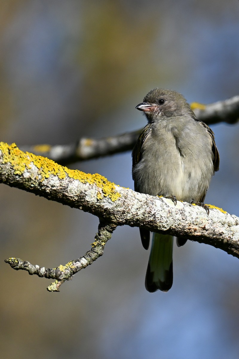 Lesser Honeyguide - ML644400085