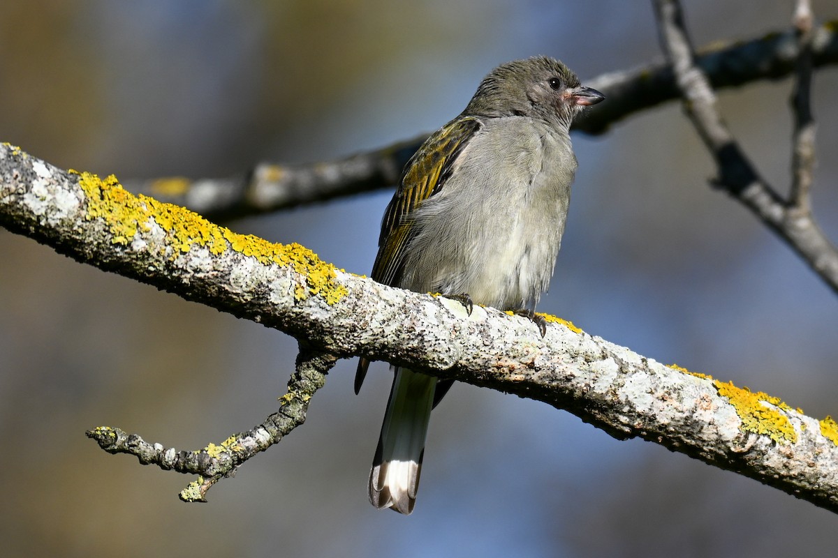 Lesser Honeyguide - ML644400086