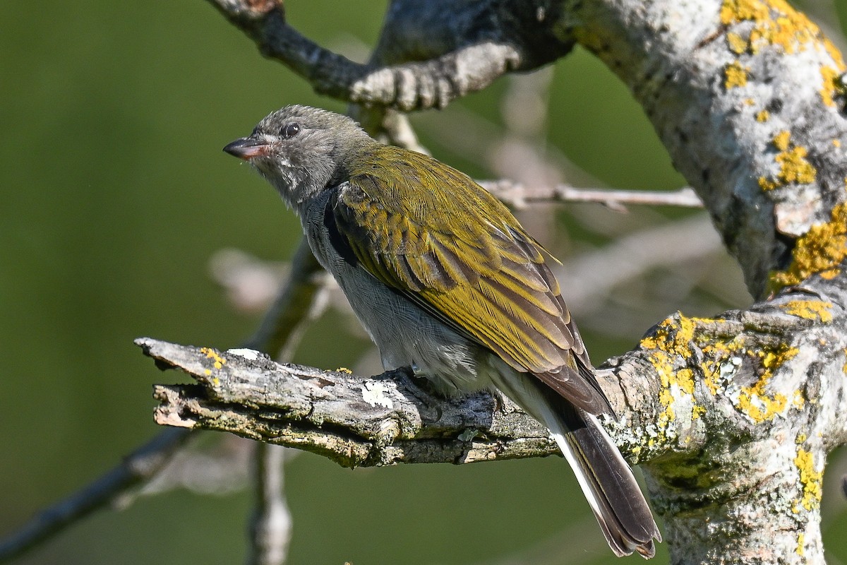 Lesser Honeyguide - ML644400087