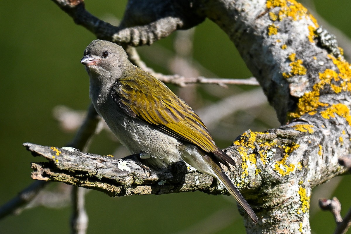 Lesser Honeyguide - ML644400088