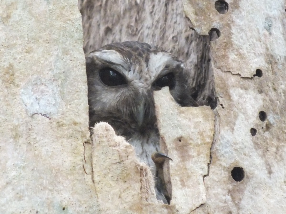 Bare-legged Owl - ML644400094