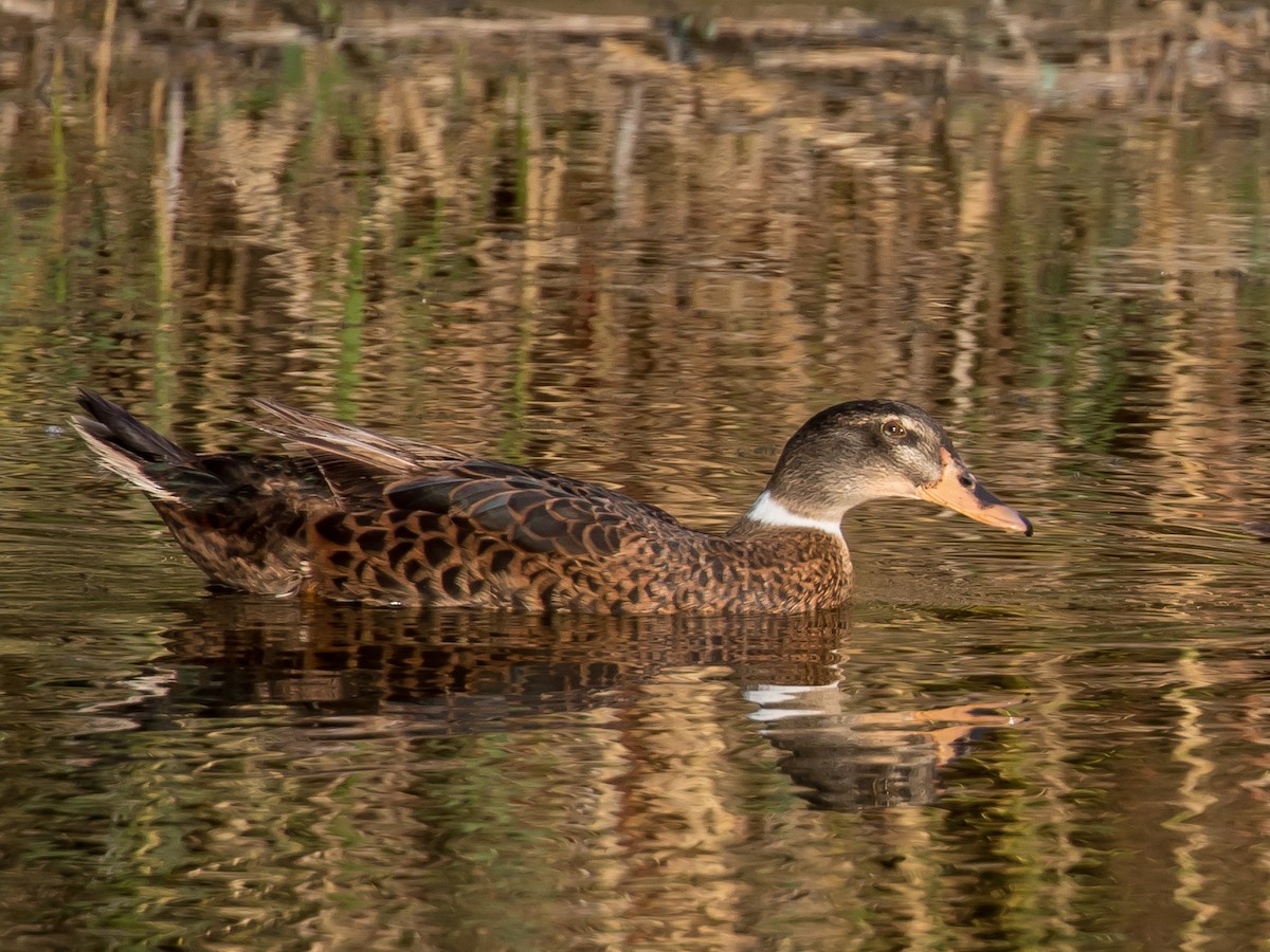 雑種 ノバリケン ｘ マガモ - ML644400113