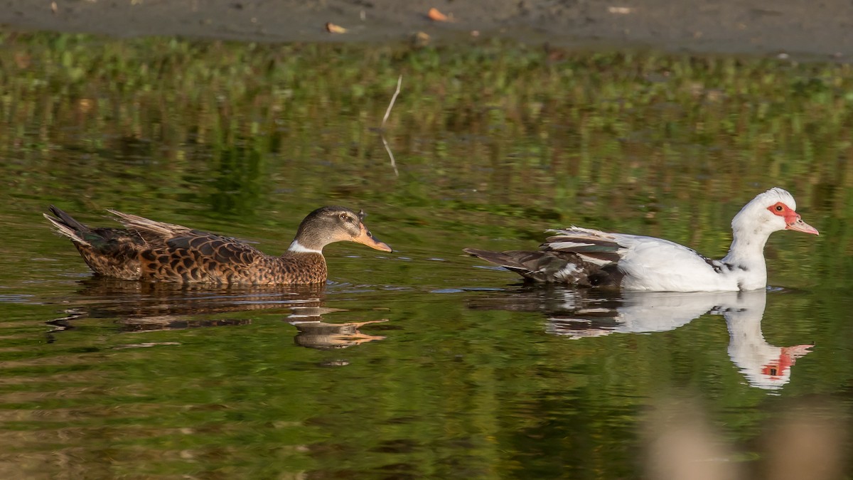雑種 ノバリケン ｘ マガモ - ML644400115