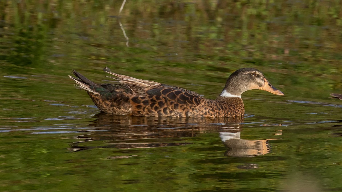 雑種 ノバリケン ｘ マガモ - ML644400116