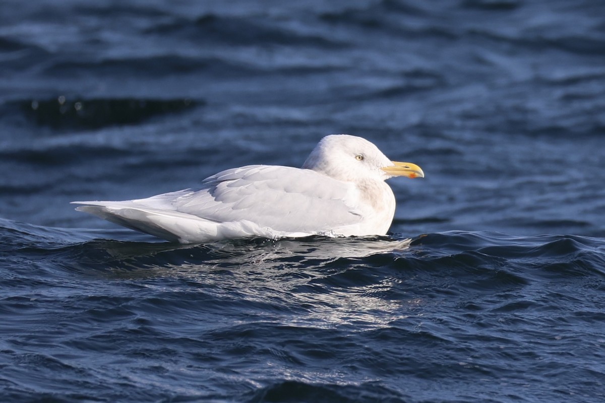 Ipar-kaioa - ML644400120