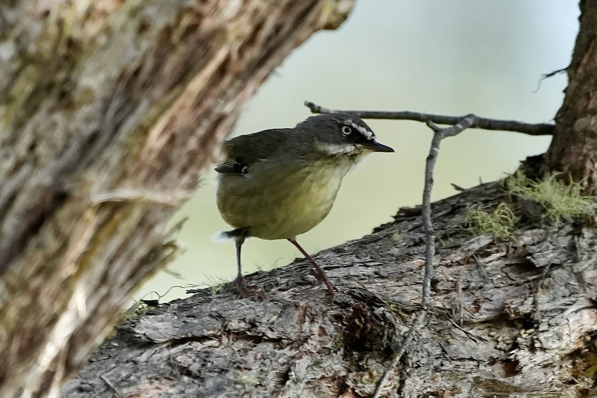 White-browed Scrubwren - ML644400126