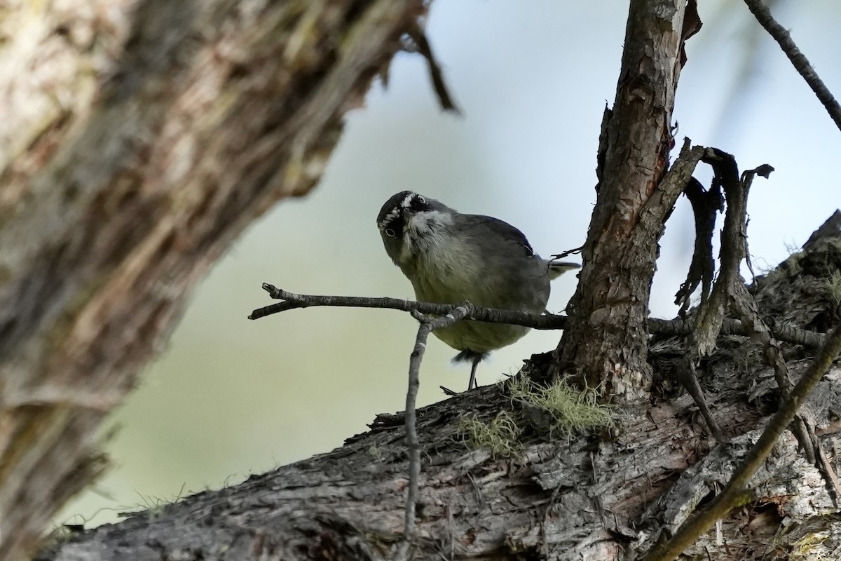 White-browed Scrubwren - ML644400127