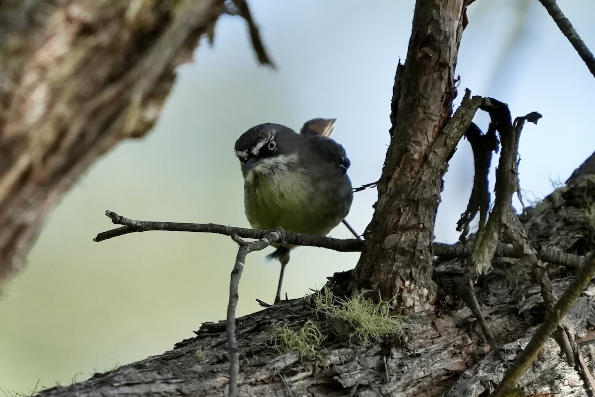 White-browed Scrubwren - ML644400128