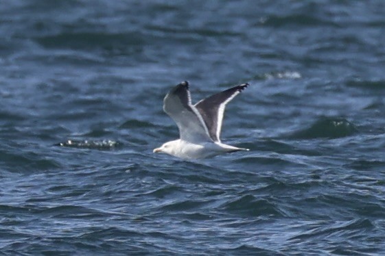 Slaty-backed Gull - ML644400131