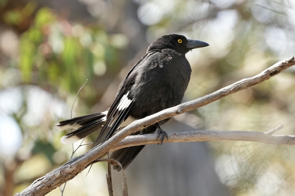 Pied Currawong - ML644400143