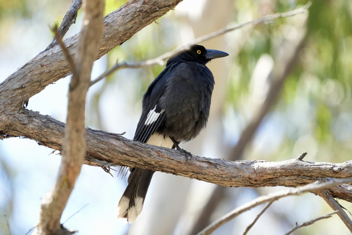 Pied Currawong - ML644400144