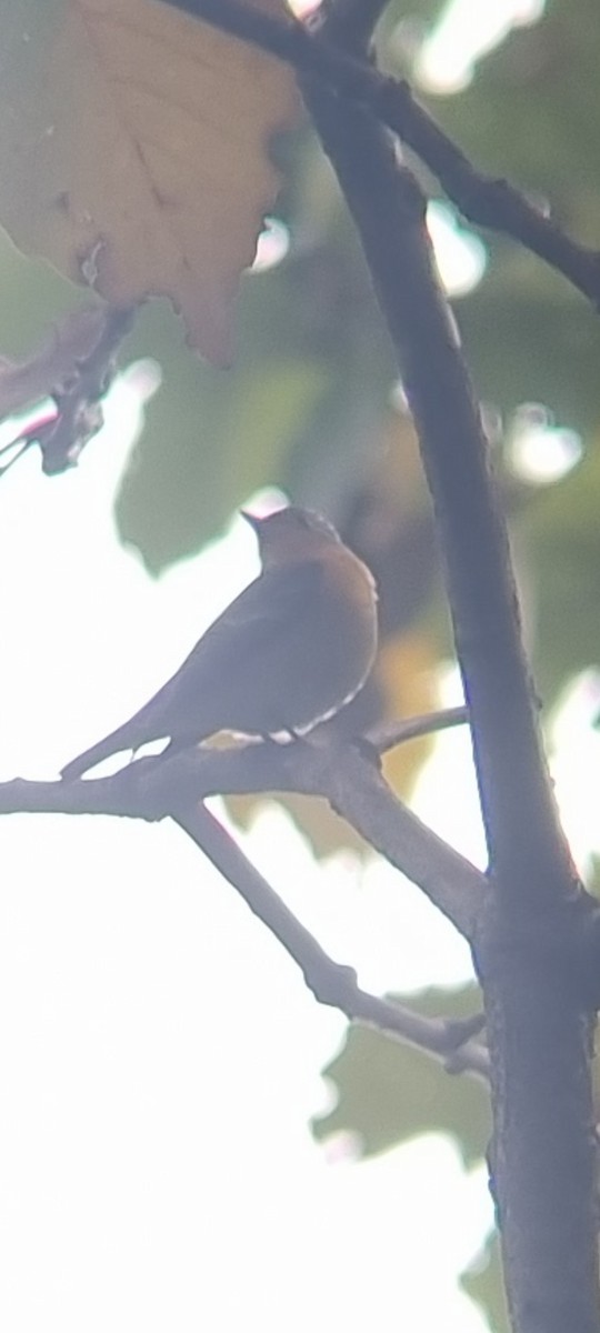Mugimaki Flycatcher - ML644400145