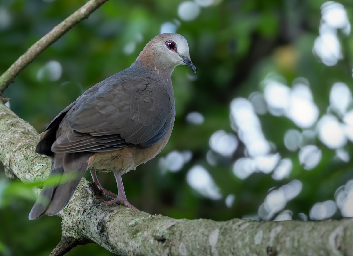 Lemon Dove (Lemon) - ML644400155