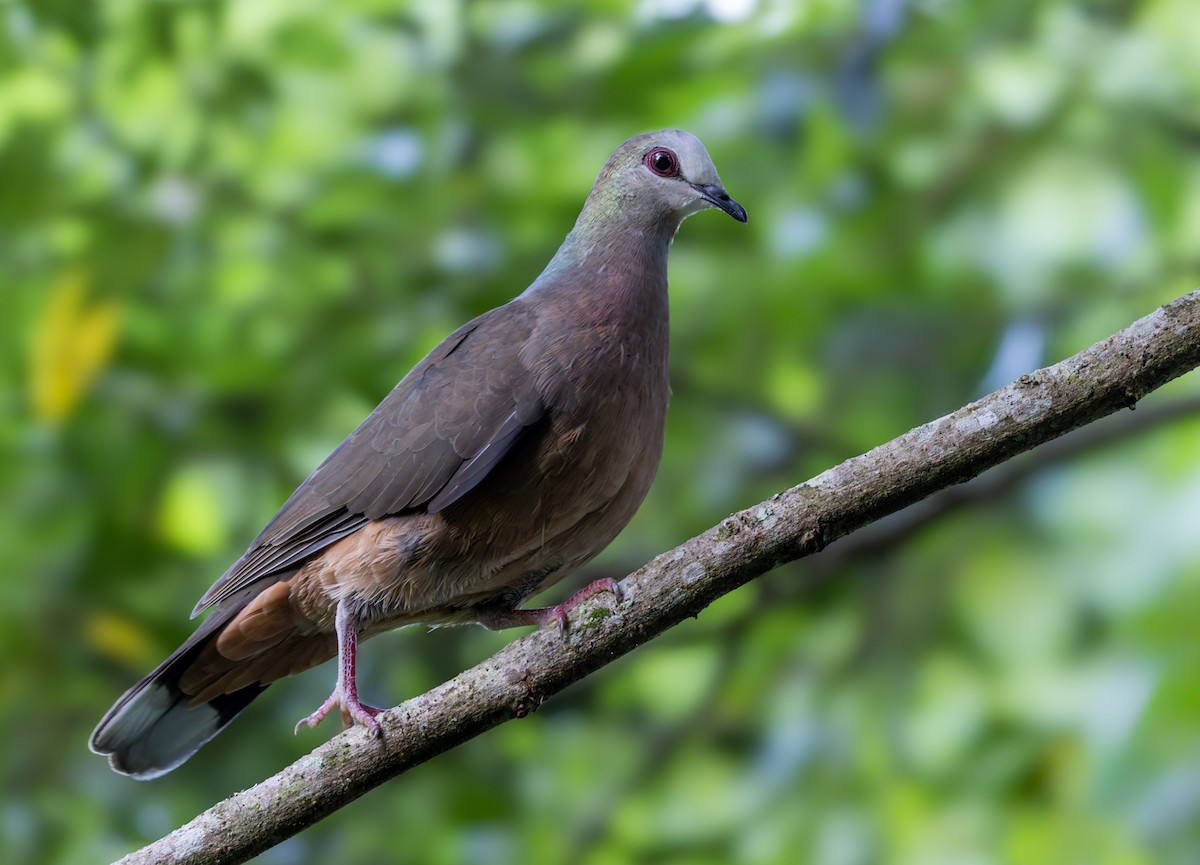 Lemon Dove (Lemon) - ML644400156