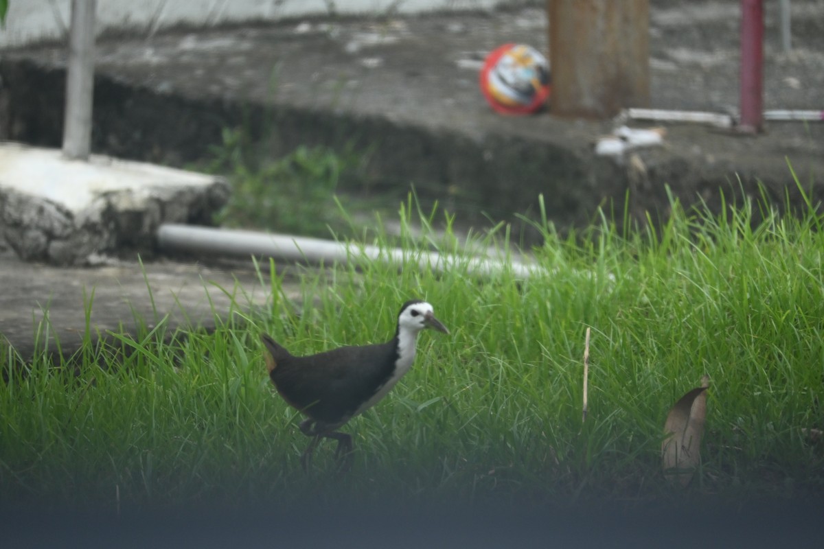 White-breasted Waterhen - ML644400157