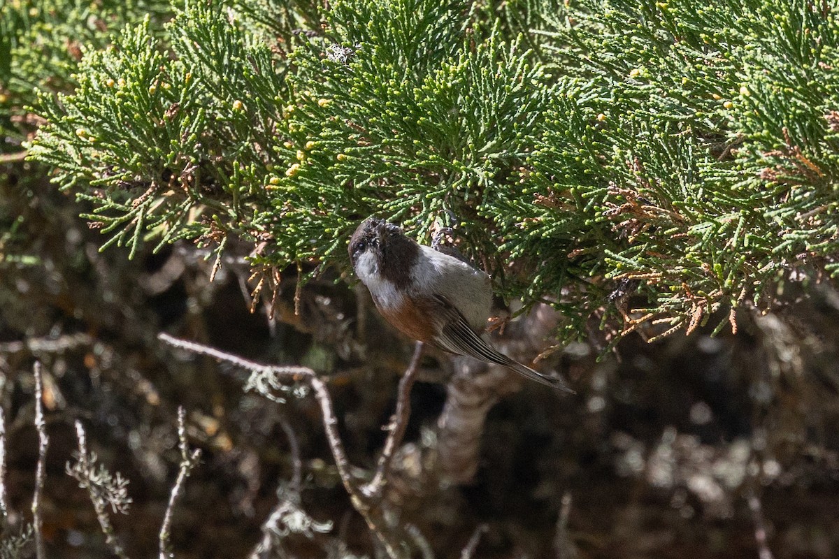 Chestnut-backed Chickadee - Filiep T'jollyn