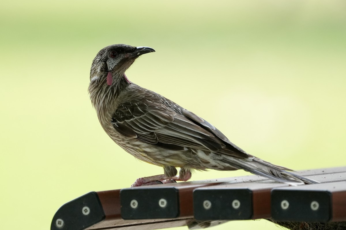 Red Wattlebird - ML644400181