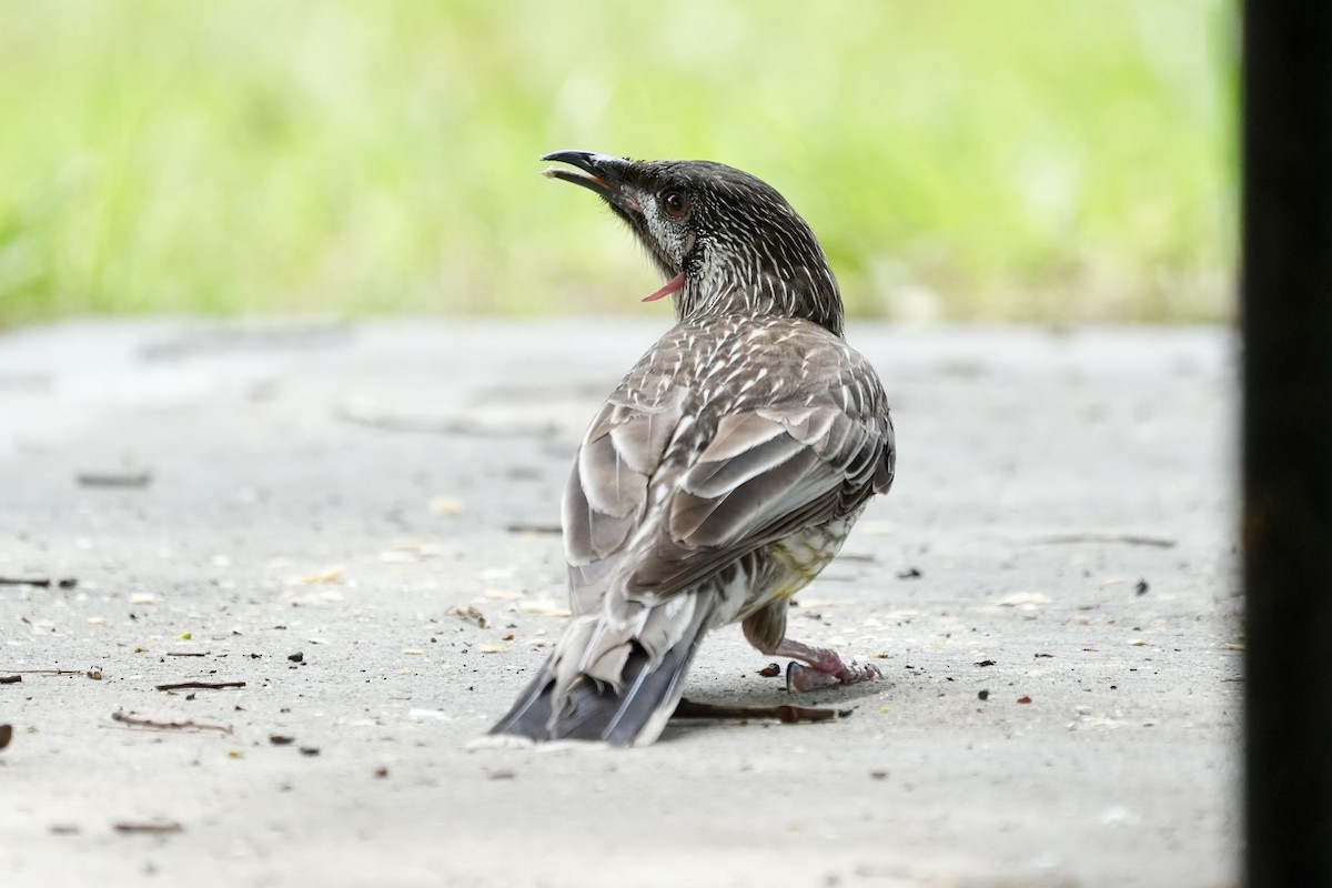 Red Wattlebird - ML644400182