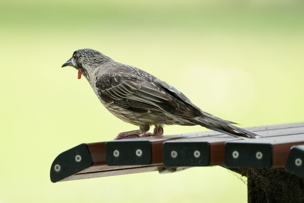 Red Wattlebird - ML644400183