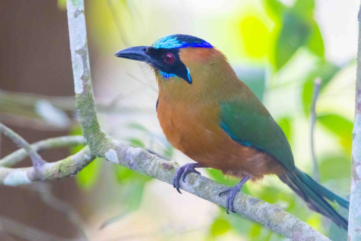 Whooping Motmot - ML644400184