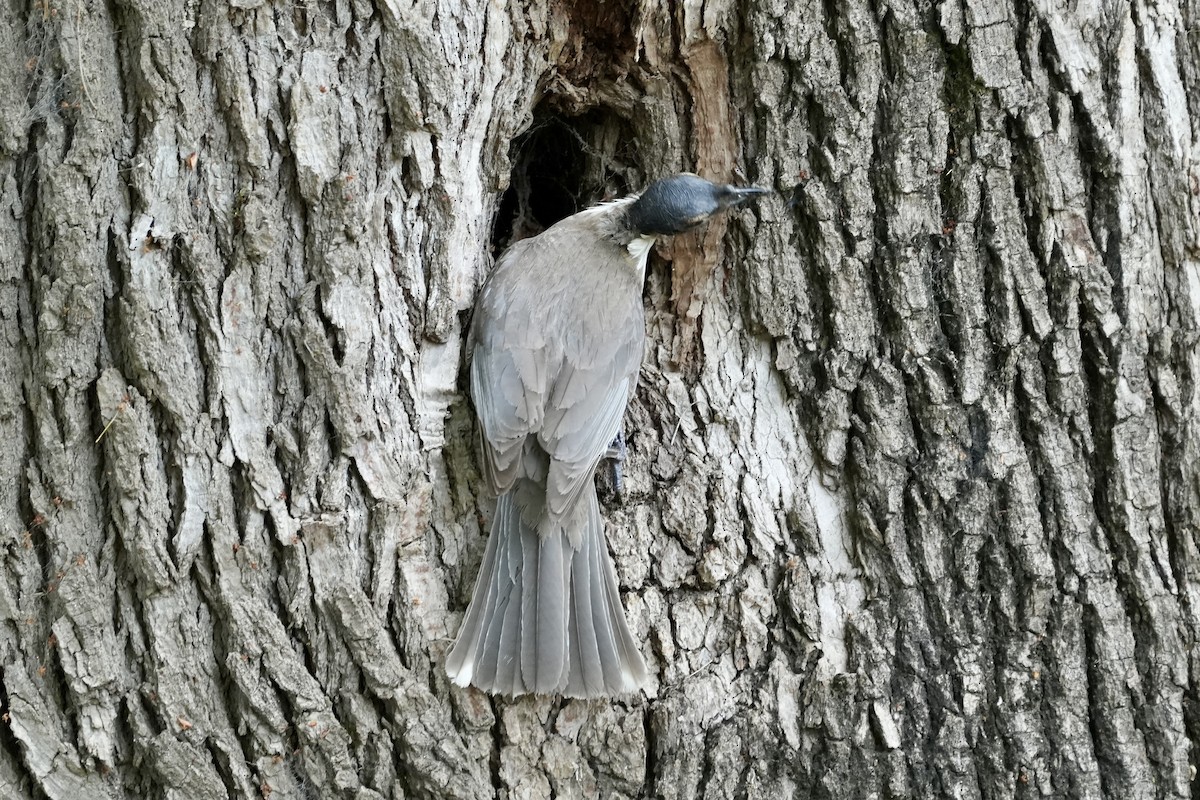 Noisy Friarbird - ML644400188