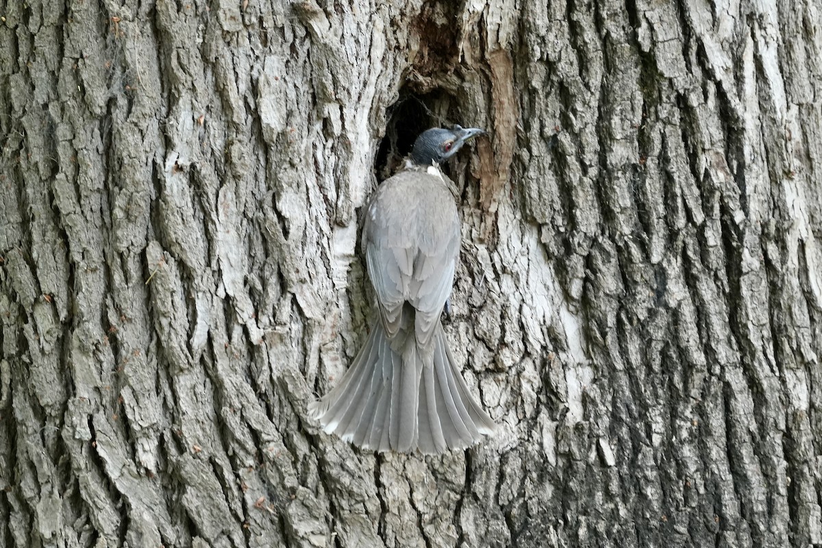 Noisy Friarbird - ML644400189