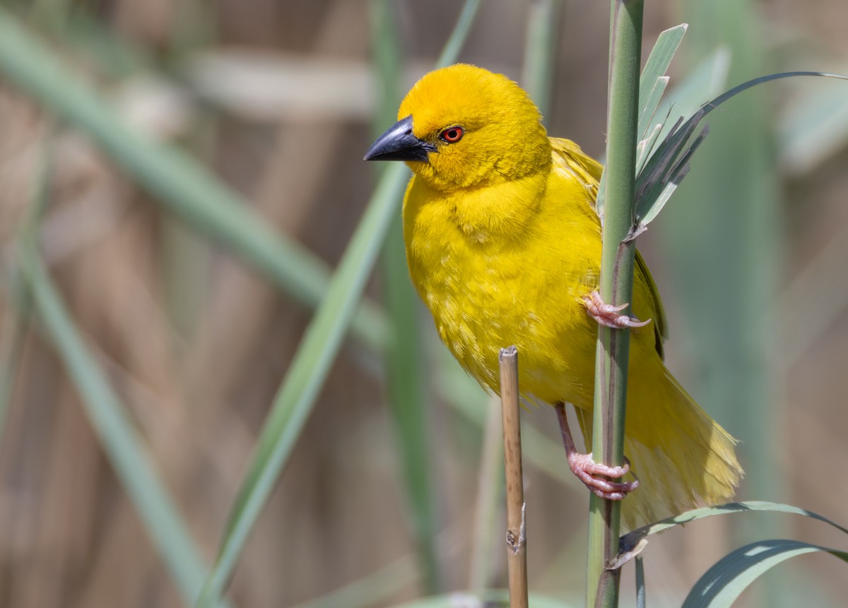 African Golden-Weaver - ML644400203