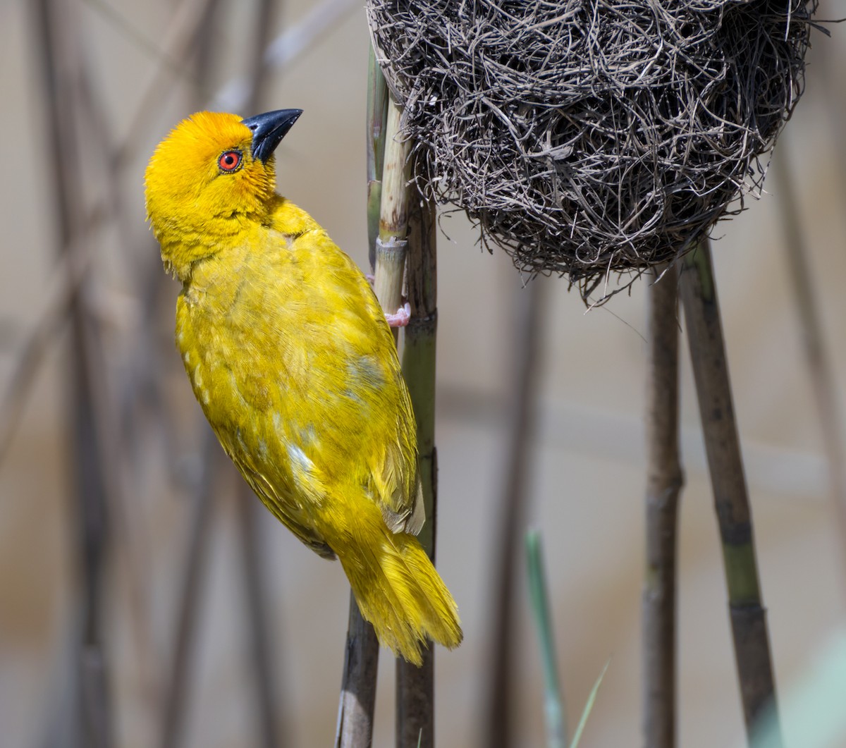 African Golden-Weaver - ML644400204