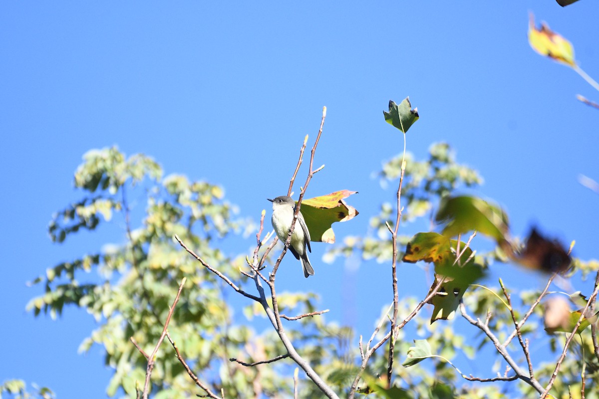 Eastern Phoebe - ML644400211