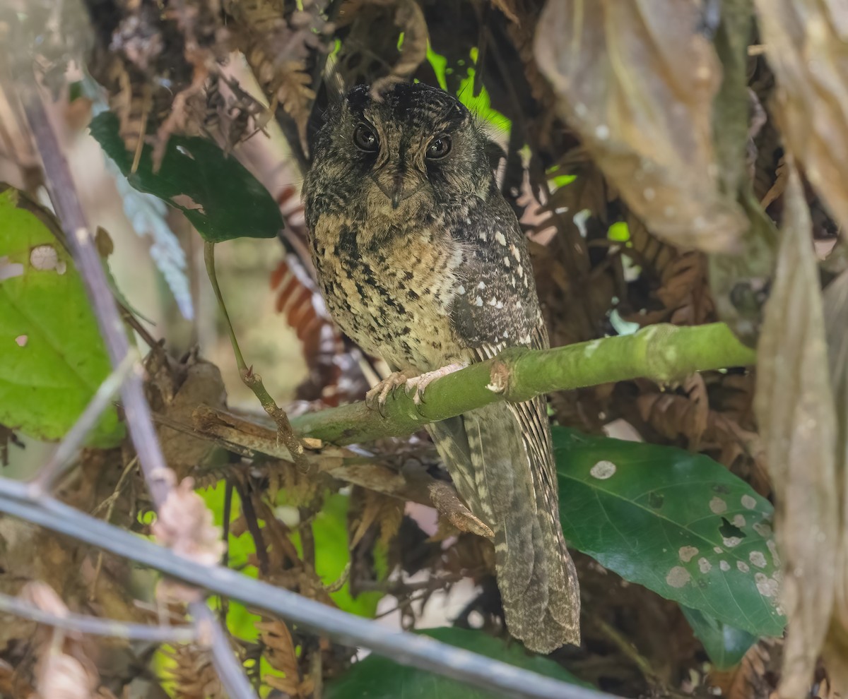 Mountain Owlet-nightjar - ML644400212