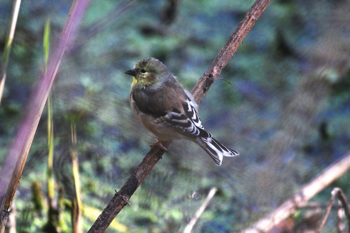American Goldfinch - ML644400220