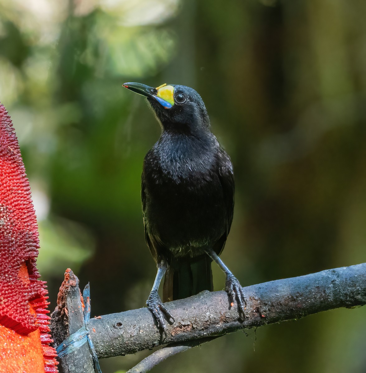 キヅノフウチョウ - ML644400222