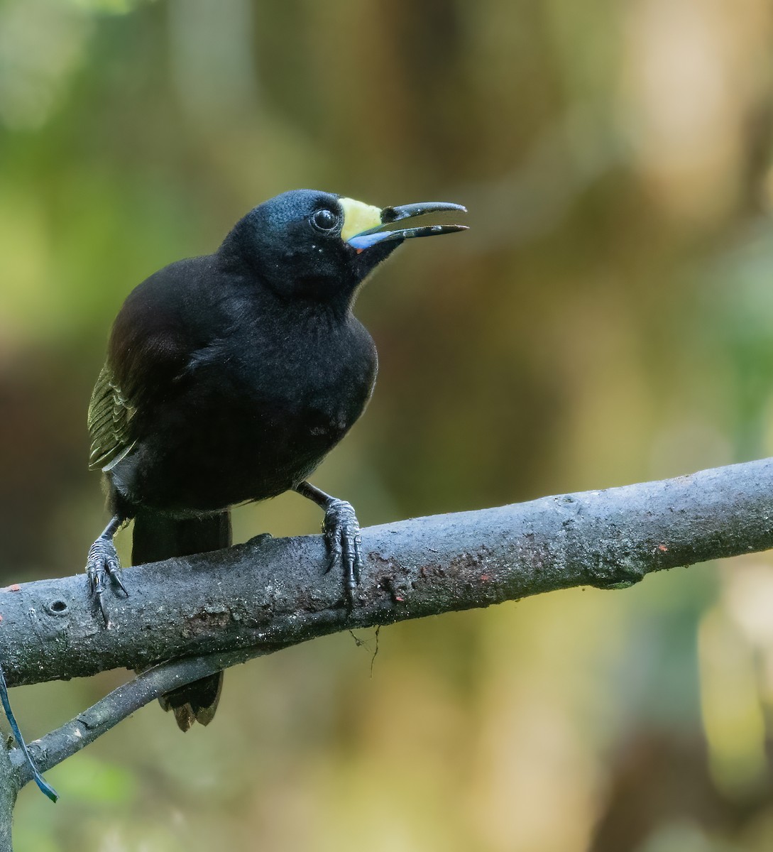 キヅノフウチョウ - ML644400223