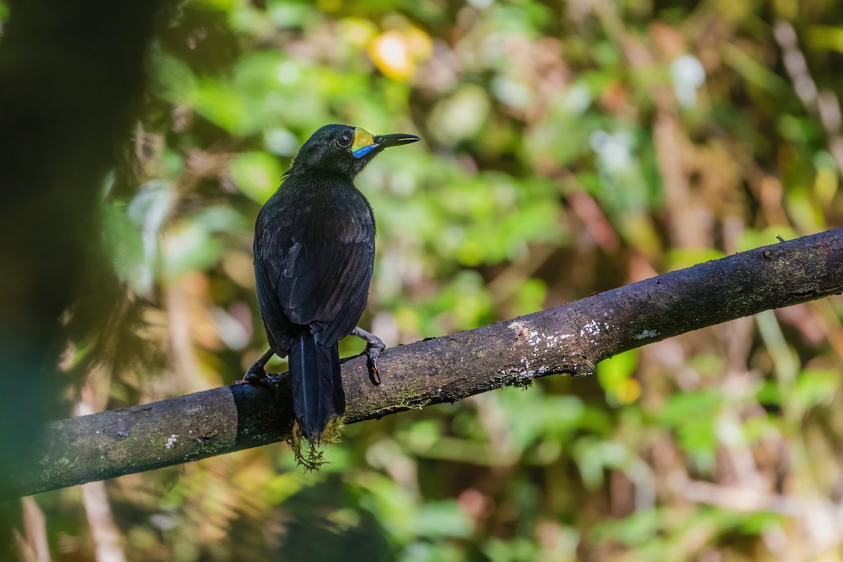 キヅノフウチョウ - ML644400224