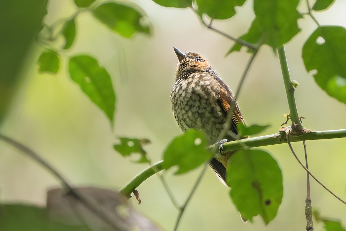 Mottled Berryhunter - ML644400226
