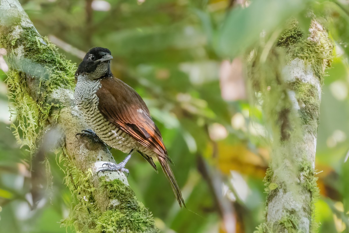 Vogelkop Lophorina - ML644400231