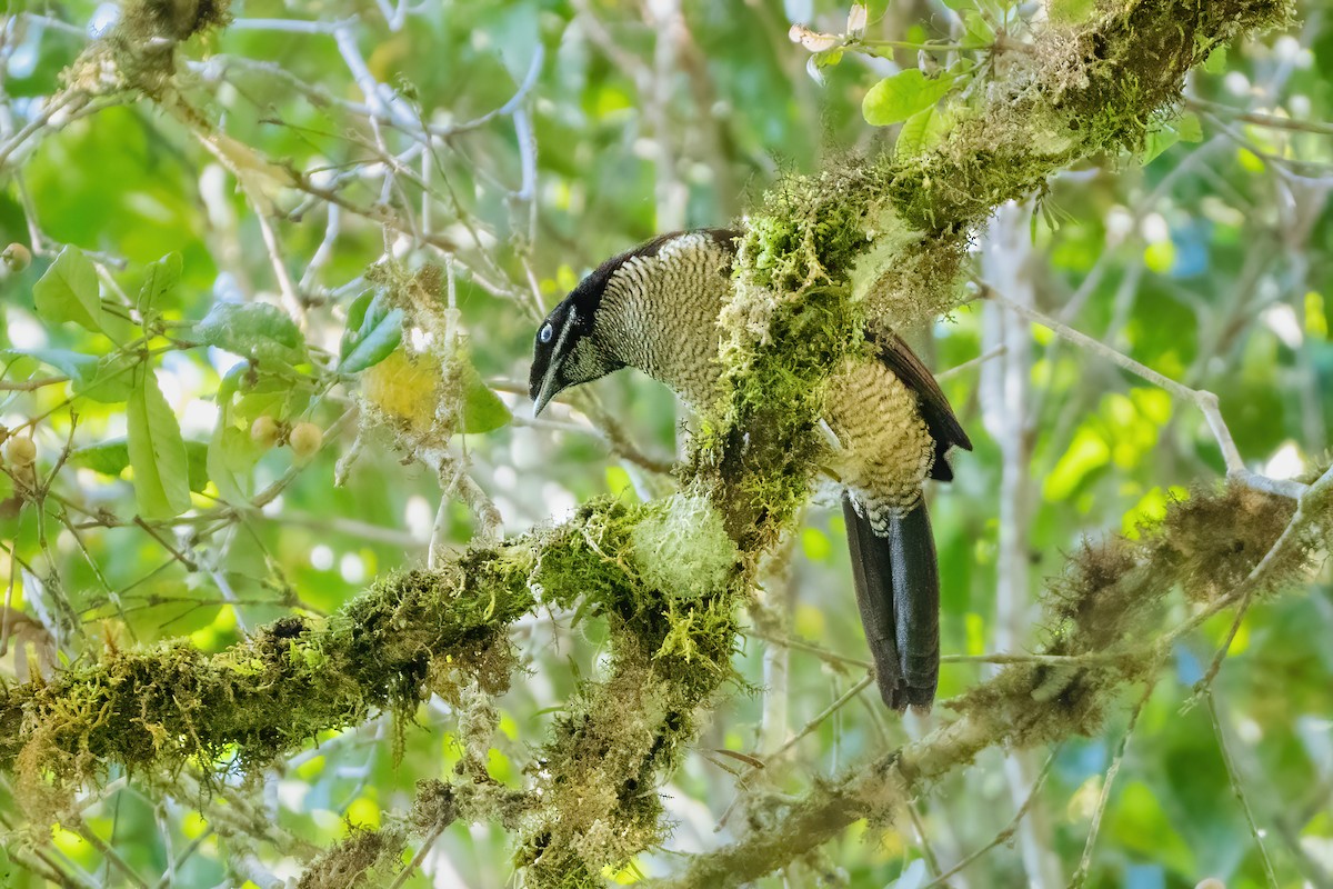 Western Parotia - ML644400234