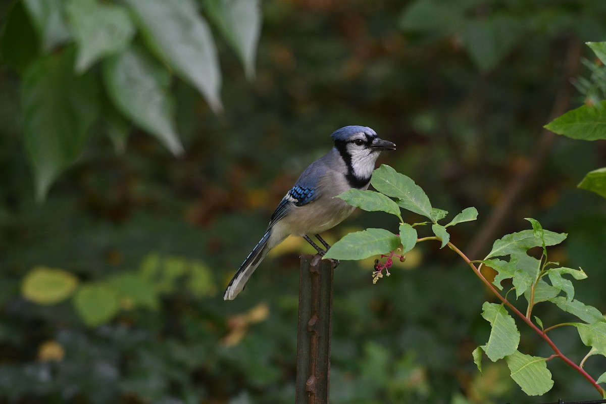 Blue Jay - ML644400236