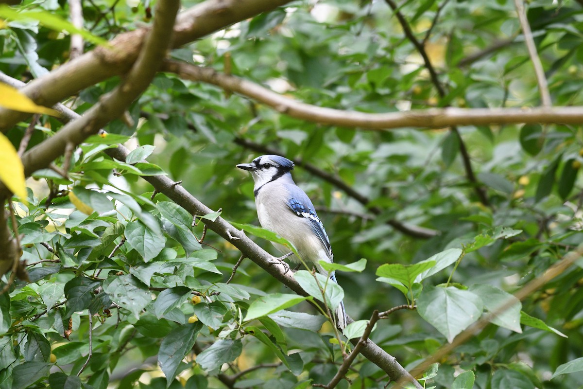 Blue Jay - ML644400237