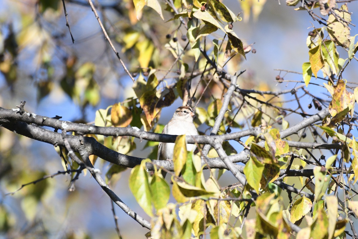 Chipping Sparrow - ML644400241